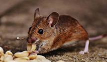 24 Hour & Emergency Exterminators in South Portland, ME